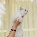 кошечка Ася
