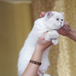 кошечка Ася