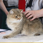 котик Кевин