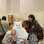 кошечка Дакота